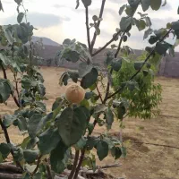 زمین-باغی-در-ابپرده