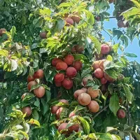 آلو خونی طعم‌دار با قیمت مناسب برای ترشی و آلوچه