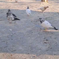 فروش فوری کبوتر