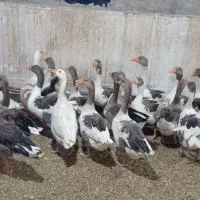 غاز محلی