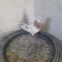 ماده سرور ۵۰۰