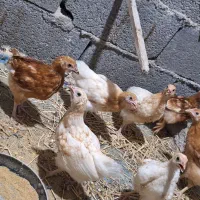 جوجه لوهمن آلمان دوماه