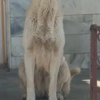 واگذاری ماده پژدردم فحل نسل فوق قوی با استعلام.