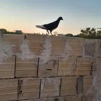 کفتر،جوجه قره سیاه نر