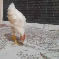 خروس سفید ماشینی فروش یا معاوضه با مرغ تخم گذار