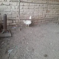 خروس