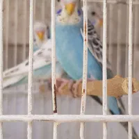 مرغ عشق|پرنده|شیراز, وحدت|دیوار