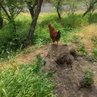خروس برای قربانی