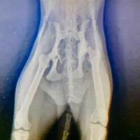 زنده گیری گربه