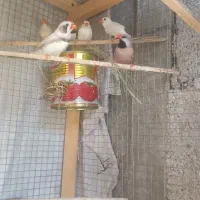 فنچ زابرا جفت