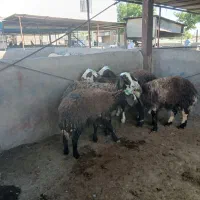 کاوور بره