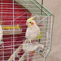 عروس هلندی نرو ماده و یک جوجه