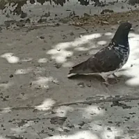 کبوتر