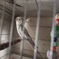 تعدادی عروس هلندی