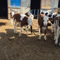 گوساله سیمینتال حدود دوماهه
