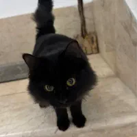 واگذاری گربه مشکی