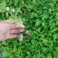 نشا گوجه بادمجان فلفل.دلمه.وتندقلعه یزدان