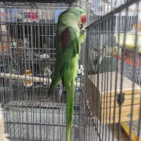 شاه طوطی ماده کار داده مخصوص جفت