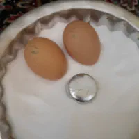 تخم نطفه دار محلی