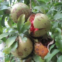 انار ترش تناژ و خرده