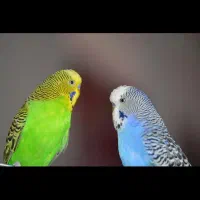 مرغ عشق