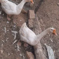 قوغاز