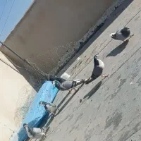 6عدد دمگیر درجه یک