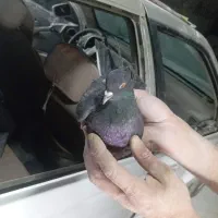 کبوتر