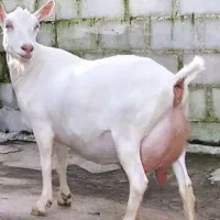 شیر گوسفندی