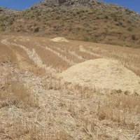 فروش کاه