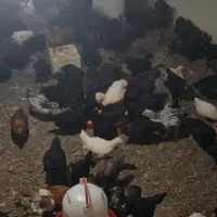 جوجه ۴۰ روزه