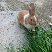 خرگوش