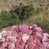 باغ گردوی شما را به صورت توافقی یا نصف نصف