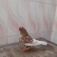 کفتر|پرنده|کارون, |دیوار