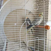 عروس هلندی تخم گذار