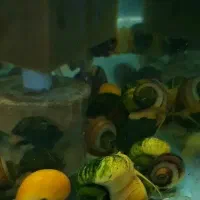 حلزون سیب لجنخوار
