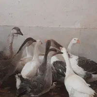 حیواانات