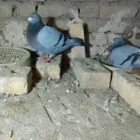 کبوتر مسافتی .نژاد مسافت بلند