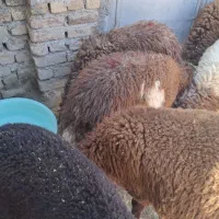 بره نر