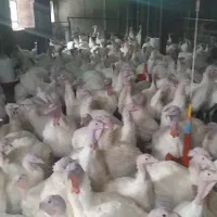 بوقلمون زنده