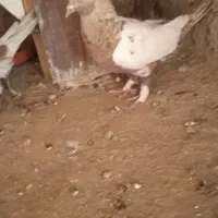 کفتر