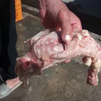 اسکلت مرغ با گردن مرغ تلفاتی