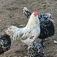 تخم مرغ گلین اصیل پنگوئنی و طوسی