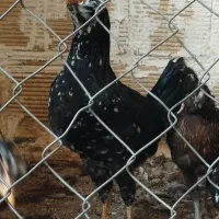 نیمچه مرغ و خروس گلین لری عشایری