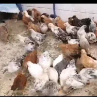 جوجه مرغ بومی نژاد تخمگذار درجه یک