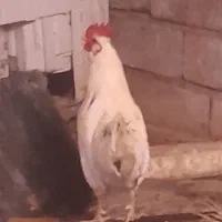 خروس