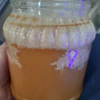 عسلی وحشی صخره ای