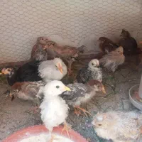 فروش جوجه محلی