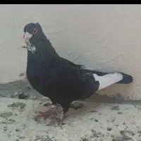 کبوتر سیاه پلنگ گمشده (مژدگانی)