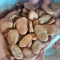 باقله شامی درجه یک شوشتر